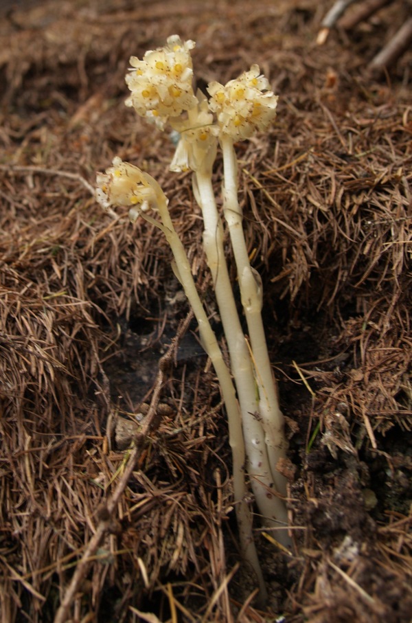 fiori dal cadore